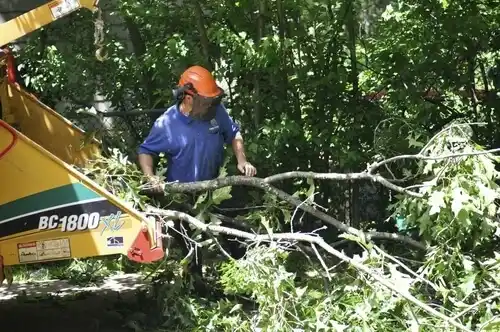 tree services Cayuga Heights